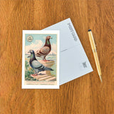 Champion Pigeons Postcard