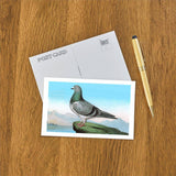 Proud Pigeon Postcard