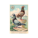 Champion Pigeons Postcard
