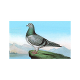 Proud Pigeon Postcard