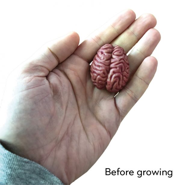 Swell Polymer Brain – Brooklyn Superhero Supply Co.
