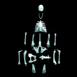 Compact Curiosities: Human Skeleton